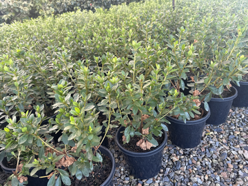 Azaleas – The Plant Broker