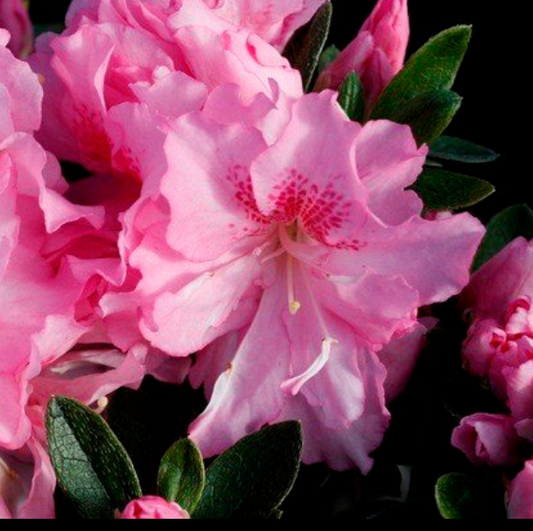 Azalea Rose Queen