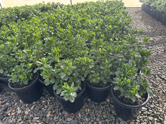 Azalea Seikei