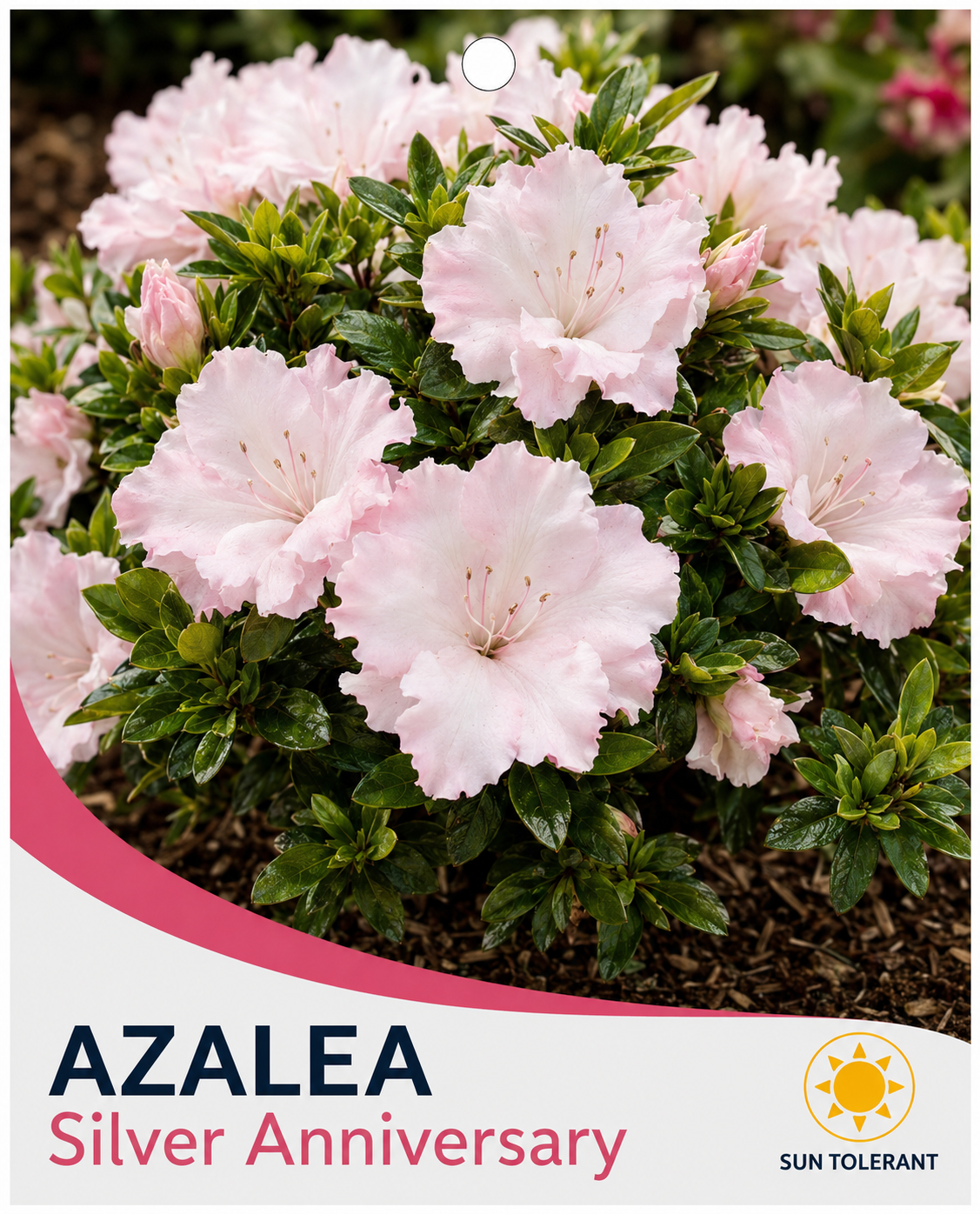 Azalea Silver Anniversary