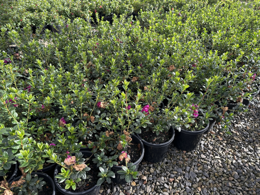 Azalea Violacea