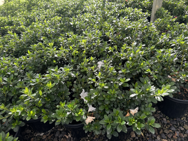 the plant broker