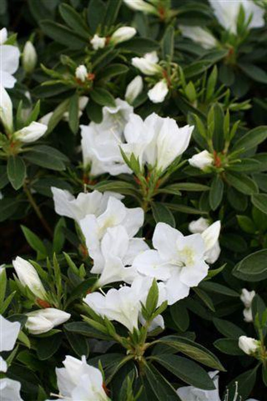 Azalea White Lace