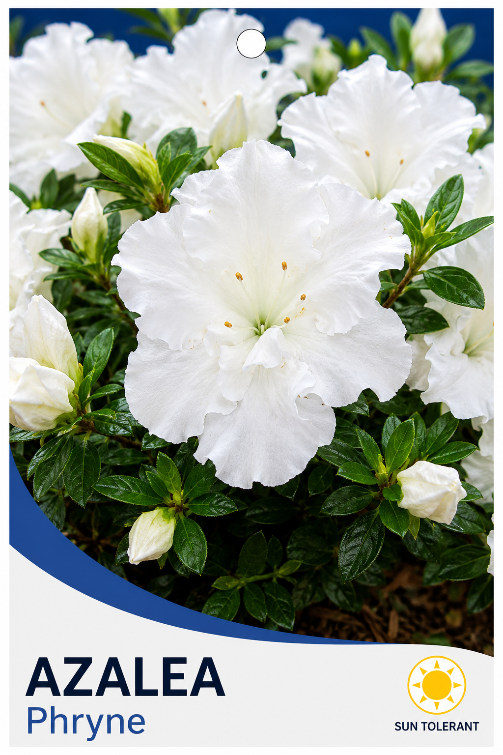 Azalea White Phryne