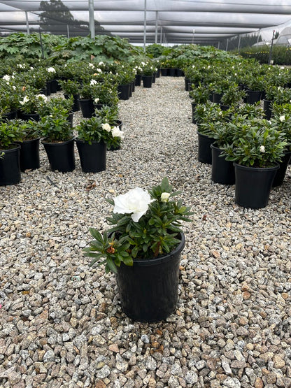 Azalea 'Aline'