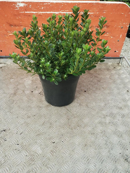 Azalea 'Candy Stripe'