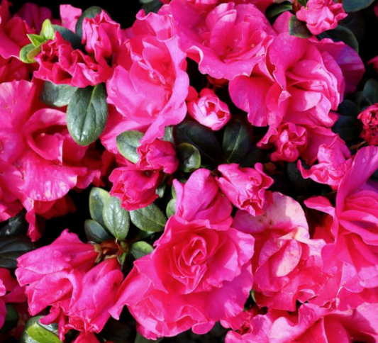 Azalea 'Charlie'