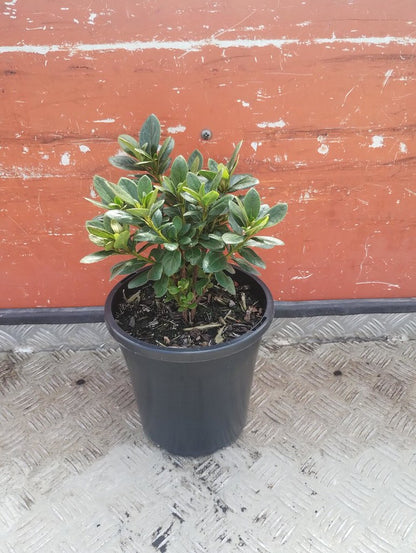 Azalea 'Charlie'
