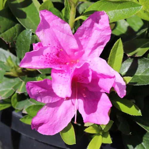 Azalea 'Easter Delight'