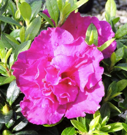 Azalea 'Flamingo'