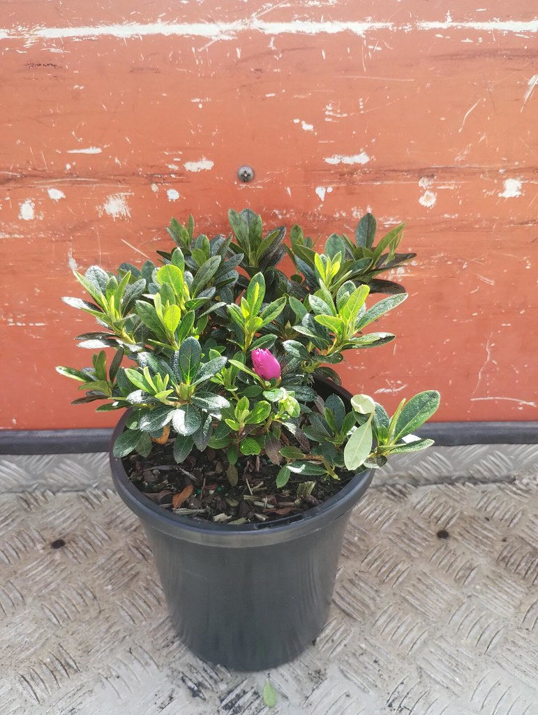 the plant broker