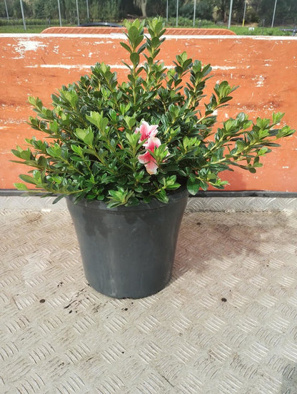 Azalea 'Glacier Pink Dragon'