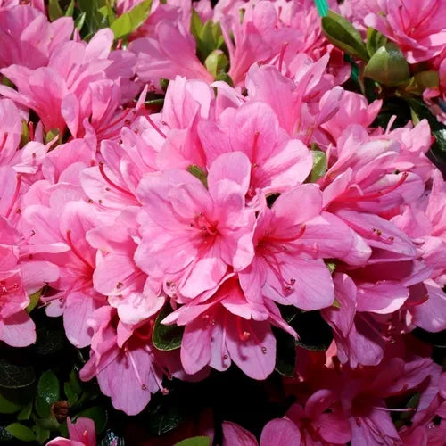 Azalea kurume Kirin