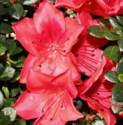 Azalea 'Luci'