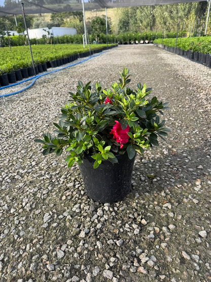 Azalea 'Red Wing'