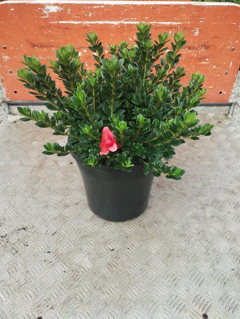 Azalea 'Scarlet Dragon'