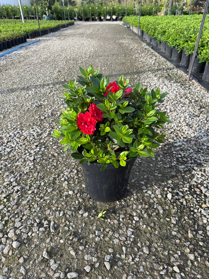 Azalea 'Super Red'