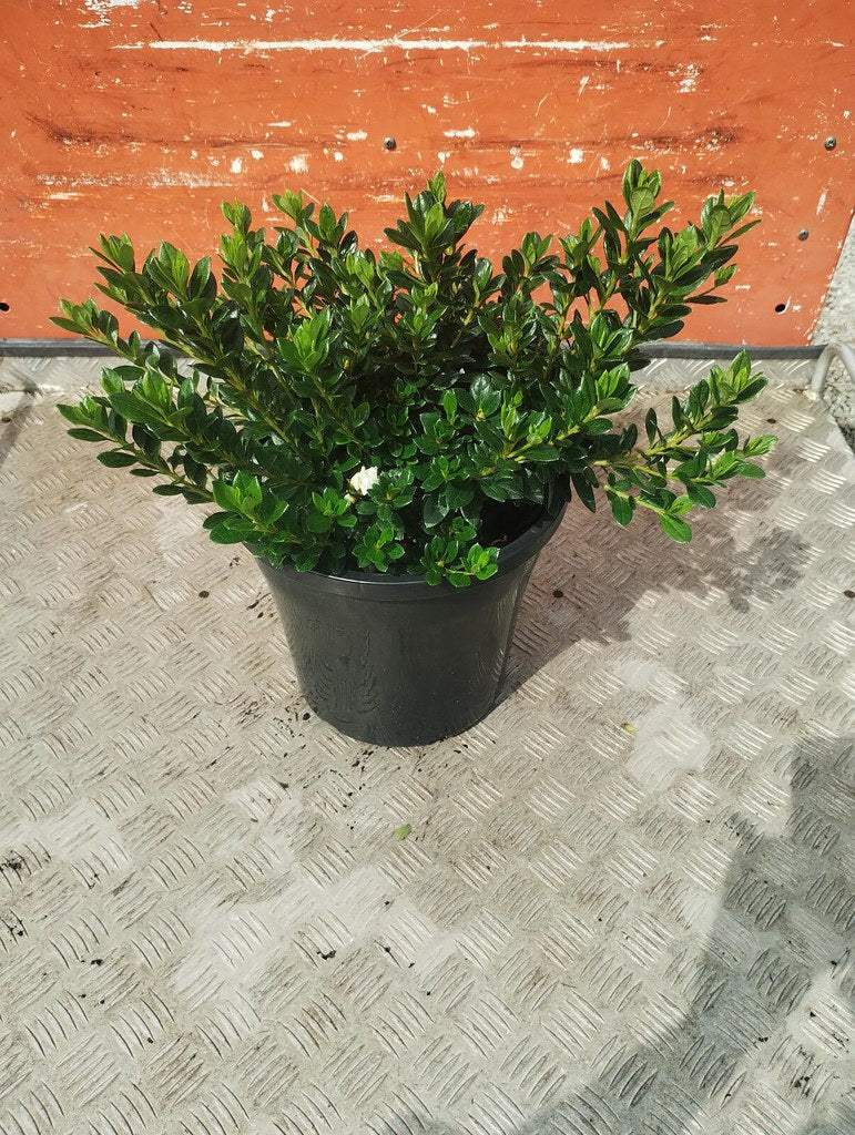 Azalea 'White Dragon'