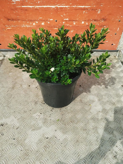 Azalea 'White Dragon'