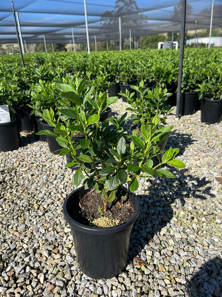 Azalea indica Alba Magnifica