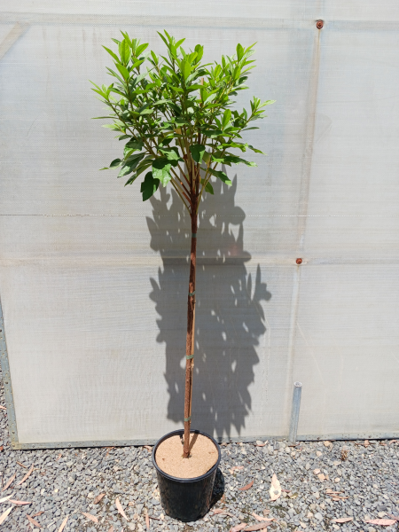 Azalea indica 'Alphonse Anderson'