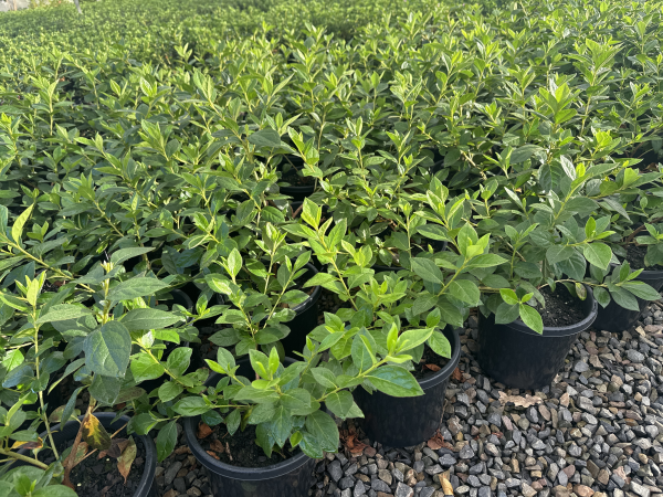 Azalea indica Alba Magnifica