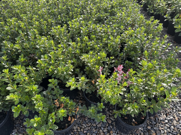 the plant broker
