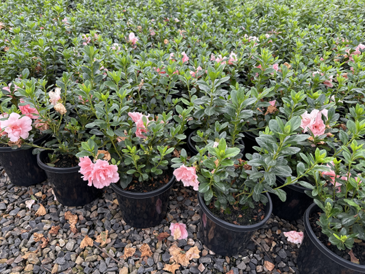 Azalea indica Doctor Dorfmann