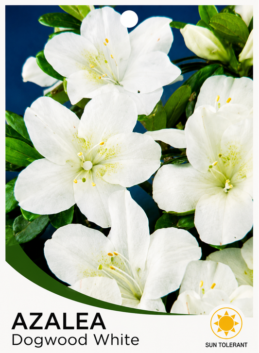Azalea indica Dogwood White