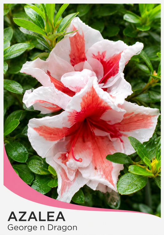 Azalea indica George n Dragon