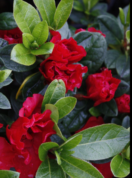 Azalea indica Goyet