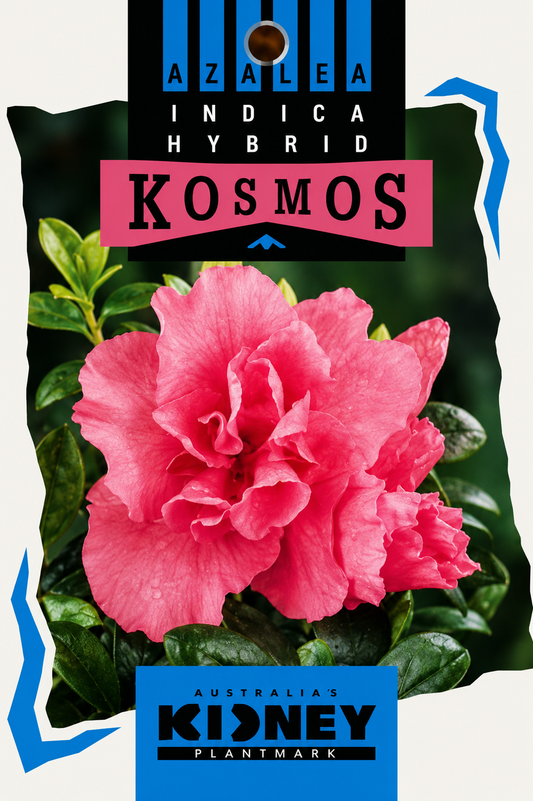 Azalea indica Kosmos