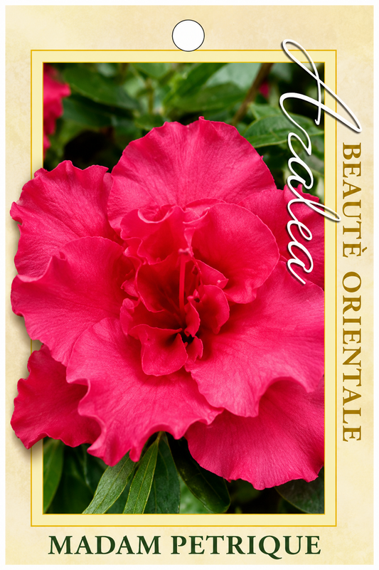 Azalea indica Madame Petrique