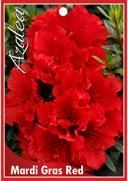 Azalea indica Mardi Gras Red