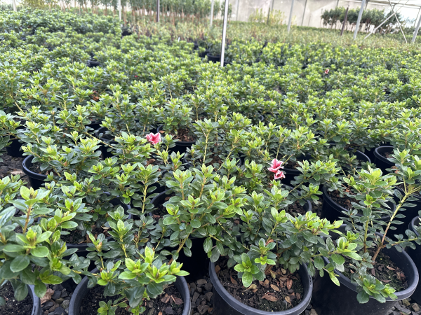 the plant broker