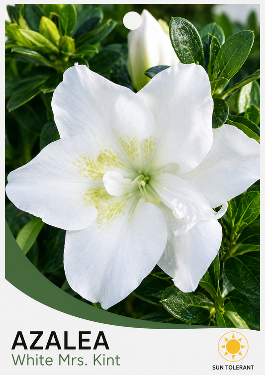 Azalea indica Mrs Kint White