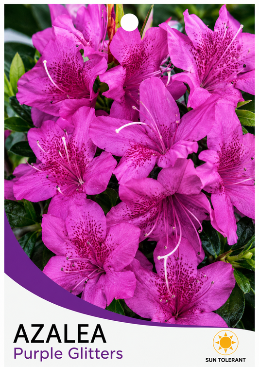 Azalea indica Purple Glitters