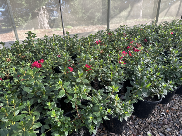the plant broker