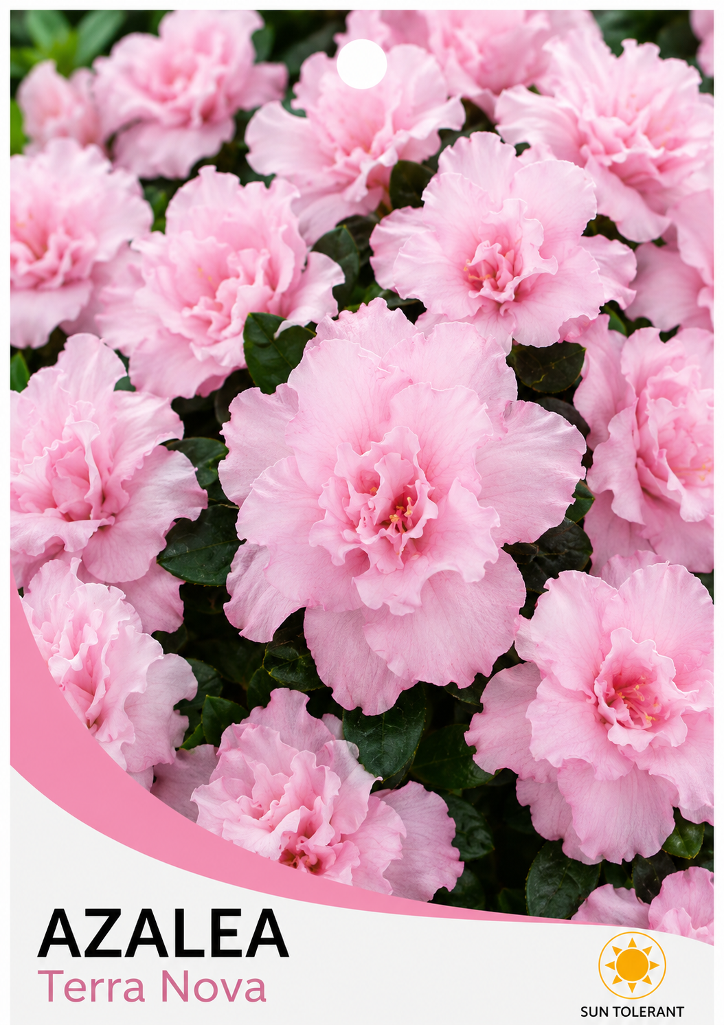 Azalea indica Terra Nova