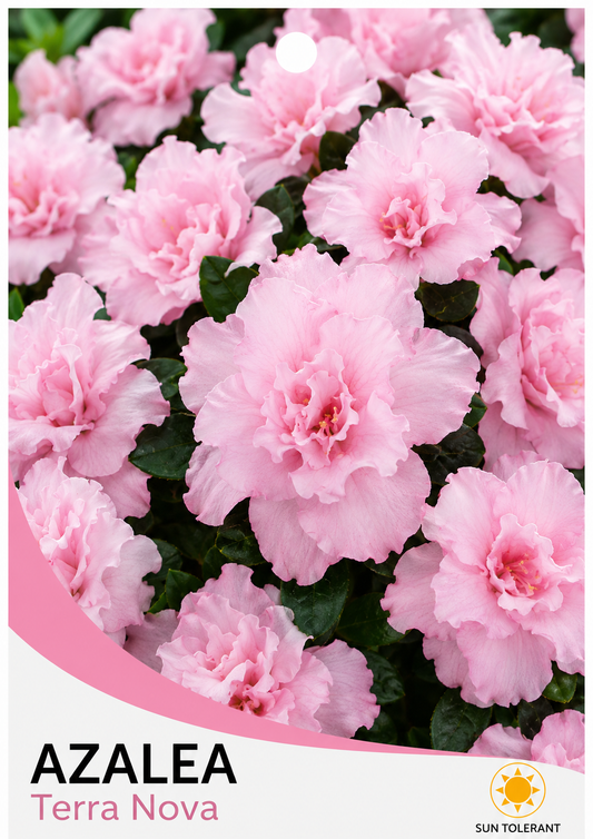 Azalea indica Terra Nova