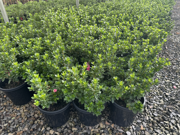 the plant broker