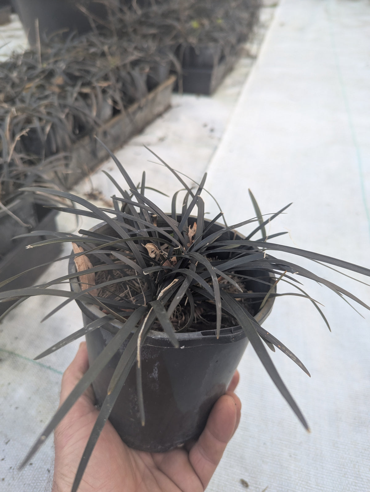 the plant broker