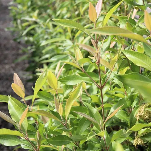 Backhousia citriodora
