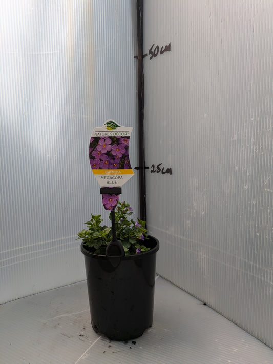 Bacopa MegaCopa™ Blue