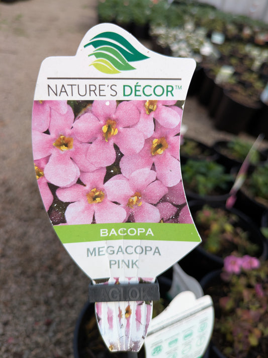 Bacopa MegaCopa™ Pink