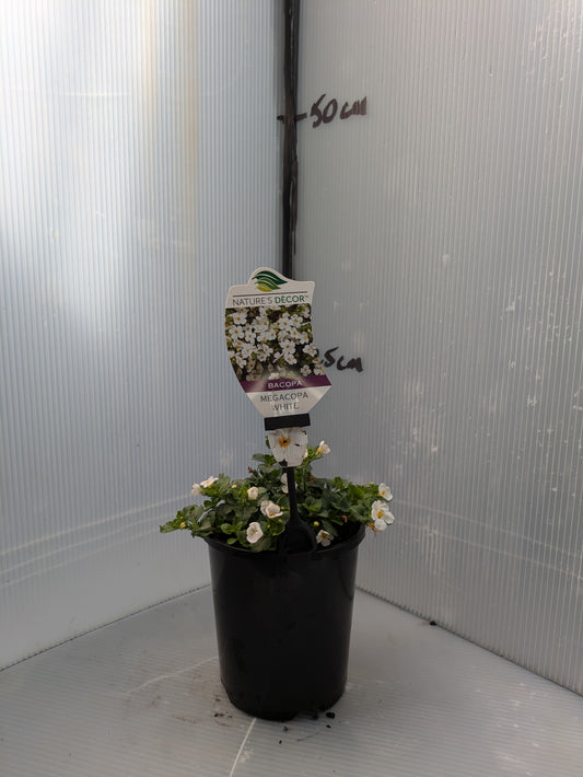 Bacopa Megacopa White