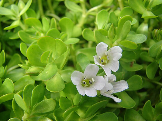Bacopa monniera