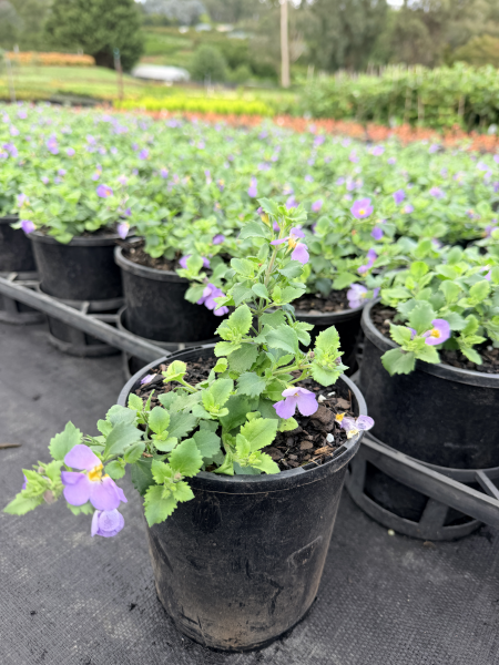 the plant broker