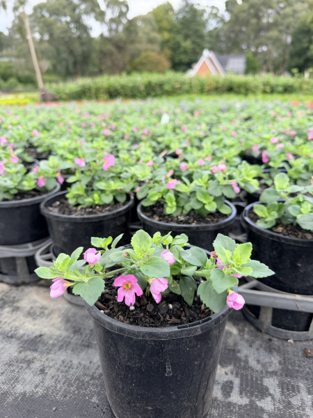 the plant broker