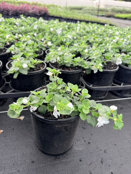 the plant broker